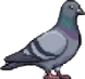 PIGEON RUN